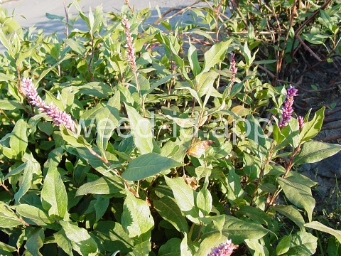 smartweed, water